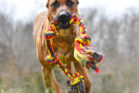 Flossy Chews Extra Large 36 Inch 5 Knot Cottonblend Tug Rope Dog Toy, Durable Rope Chew Toy for Large Dogs over 80 Lbs, Assorted Colors
